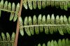 image of Athyrium filix-femina