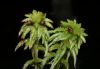 image of Sphagnum 