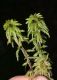 image of Sphagnum 