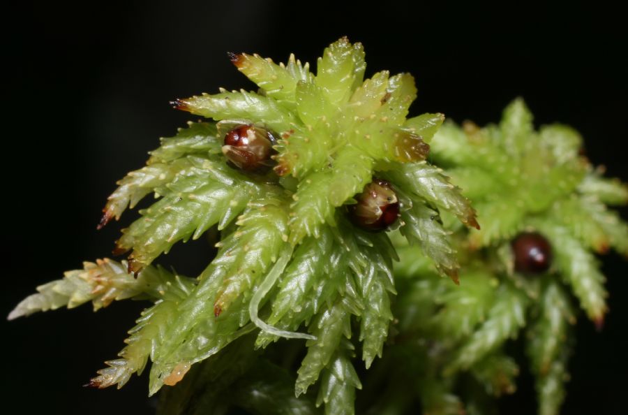  Sphagnum 
