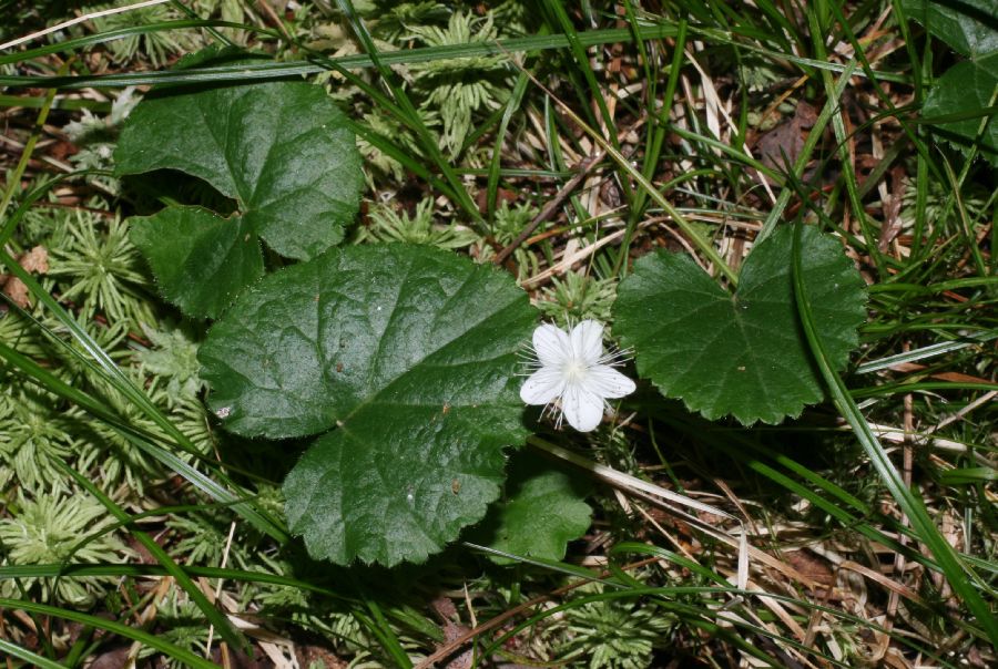 Rosaceae Dalibarda repens