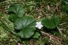 image of Dalibarda repens