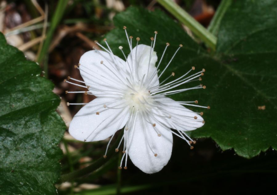 Rosaceae Dalibarda repens
