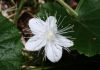 image of Dalibarda repens