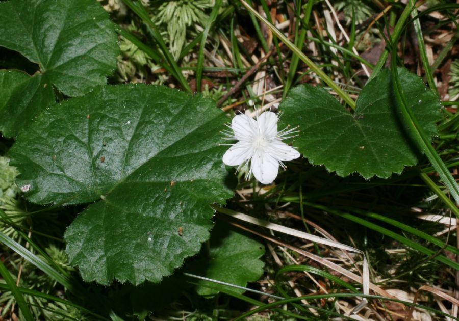 Rosaceae Dalibarda repens