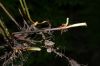 image of Amauropelta novaboracensis