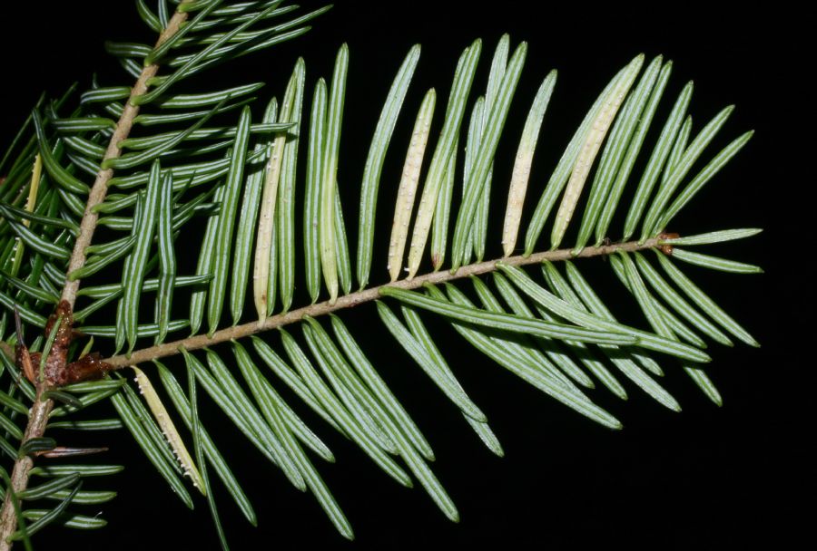Pinaceae Abies balsamifera