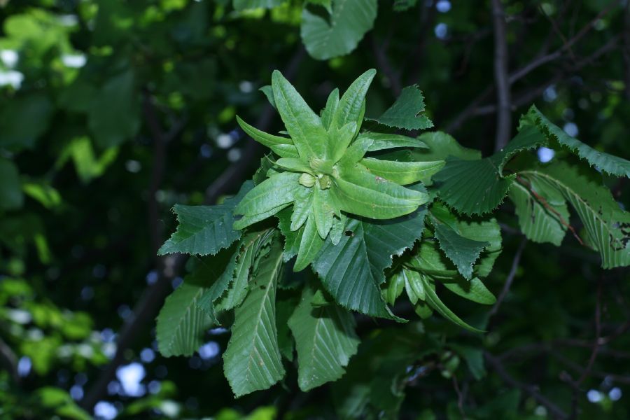 Betulaceae Carpinus betulus