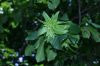 image of Carpinus betulus
