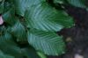 image of Carpinus betulus