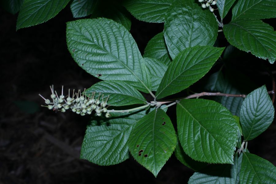Clethraceae Clethra alnifolia