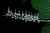 image of Clethra alnifolia