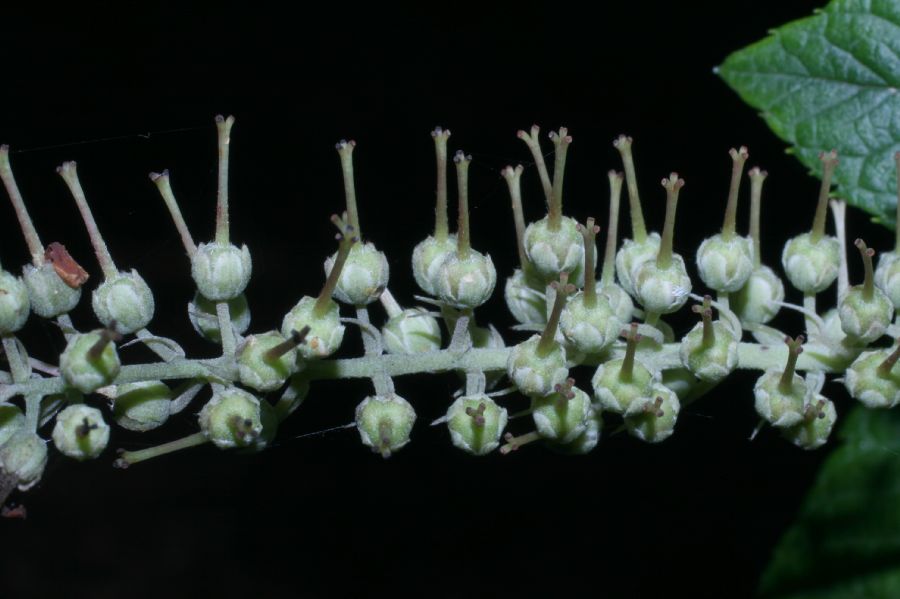Clethraceae Clethra alnifolia