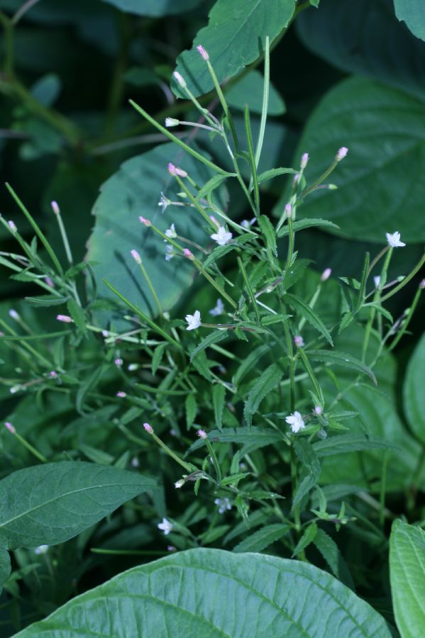 Onagraceae Epilobium coloratum