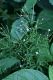 image of Epilobium coloratum