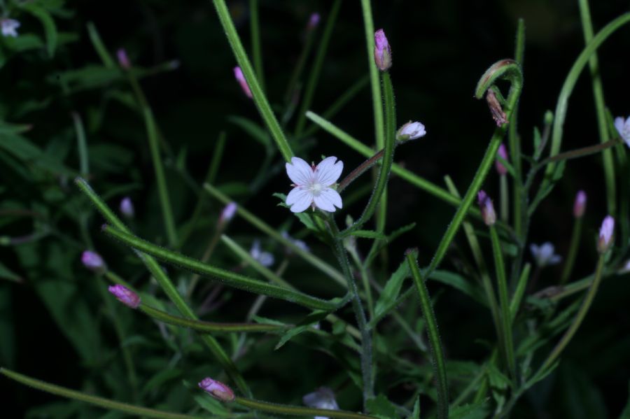Onagraceae Epilobium coloratum