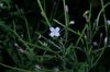 image of Epilobium coloratum