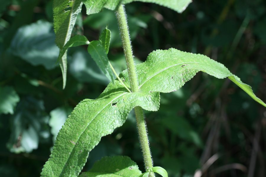 Asteraceae Eupatorium perfoliatum
