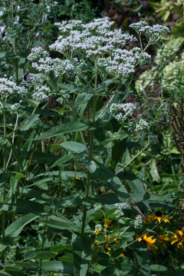 Asteraceae Eupatorium perfoliatum