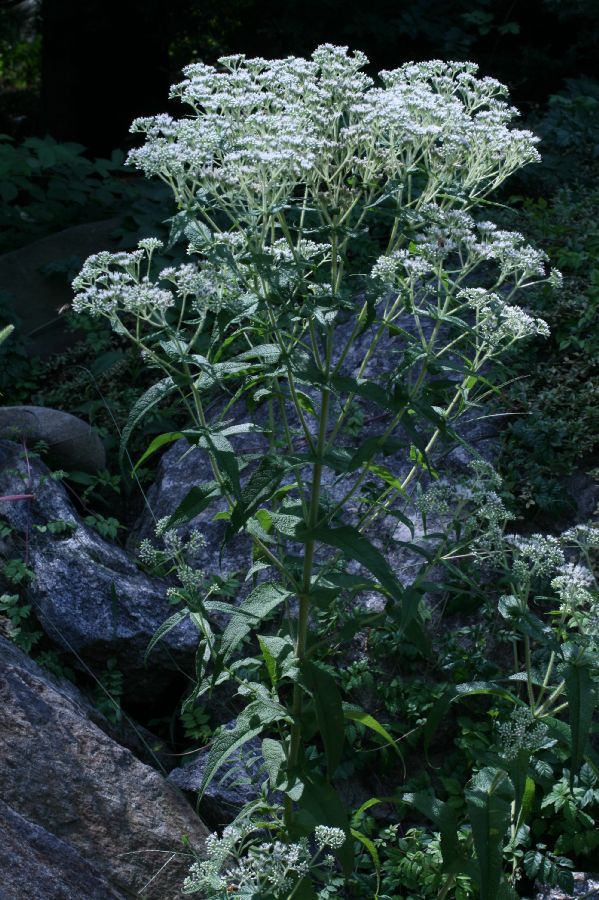 Asteraceae Eupatorium perfoliatum