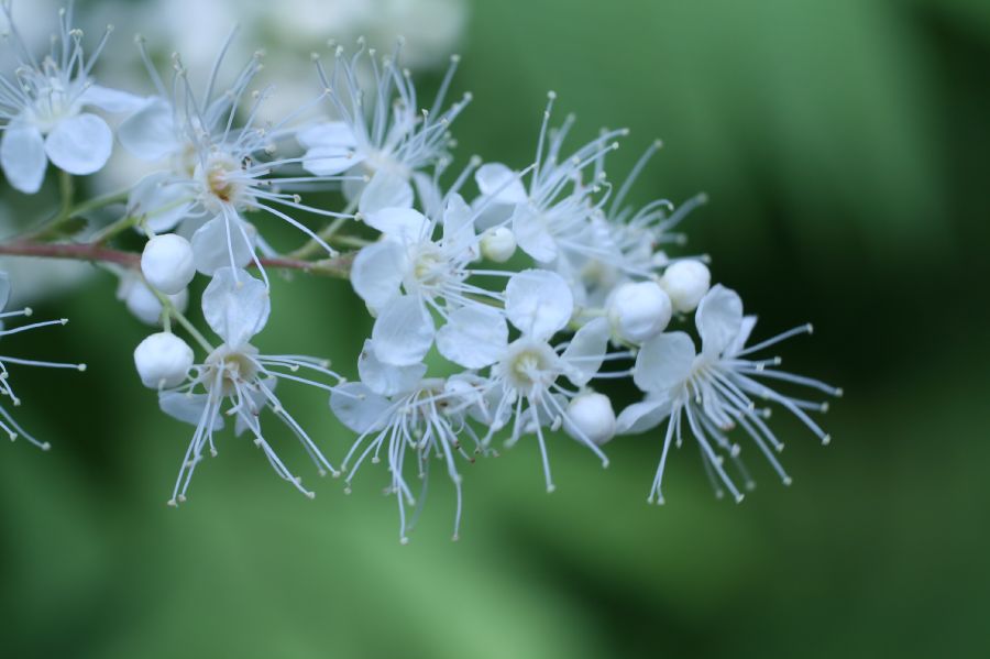 Rosaceae Sorbaria sorbifolia