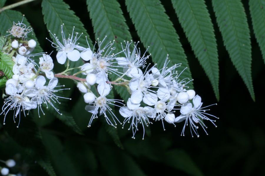 Rosaceae Sorbaria sorbifolia