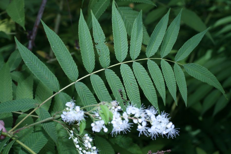 Rosaceae Sorbaria sorbifolia