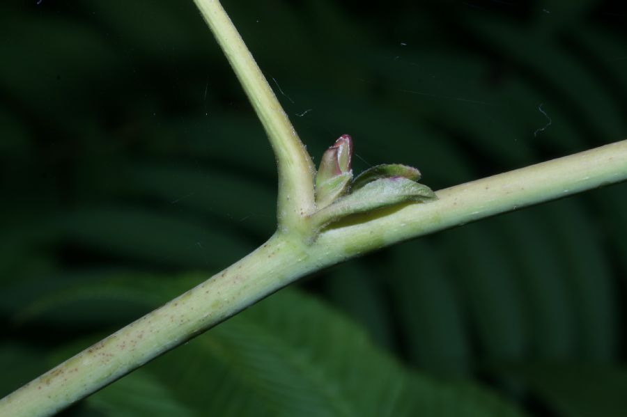Rosaceae Sorbaria sorbifolia