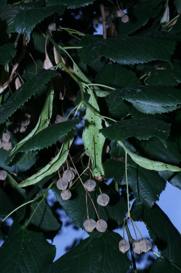 Tiliaceae Tilia cordifolia