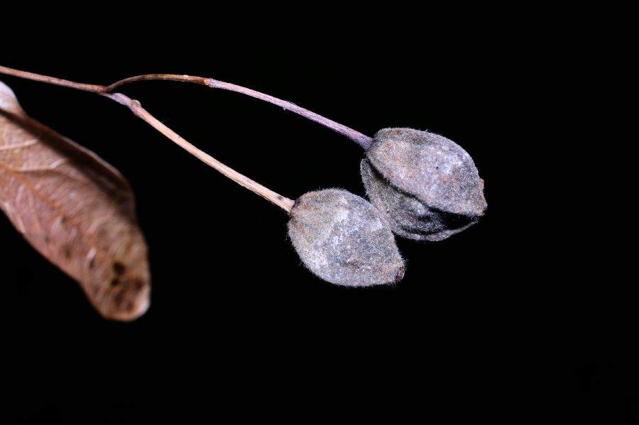 Tiliaceae Tilia cordifolia