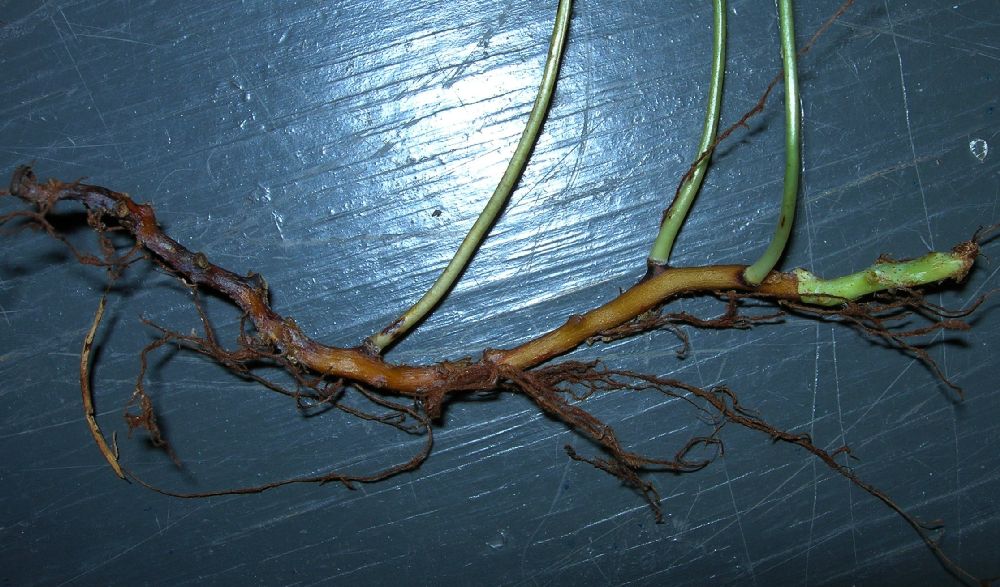 Polypodiaceae Polypodium appalachianum