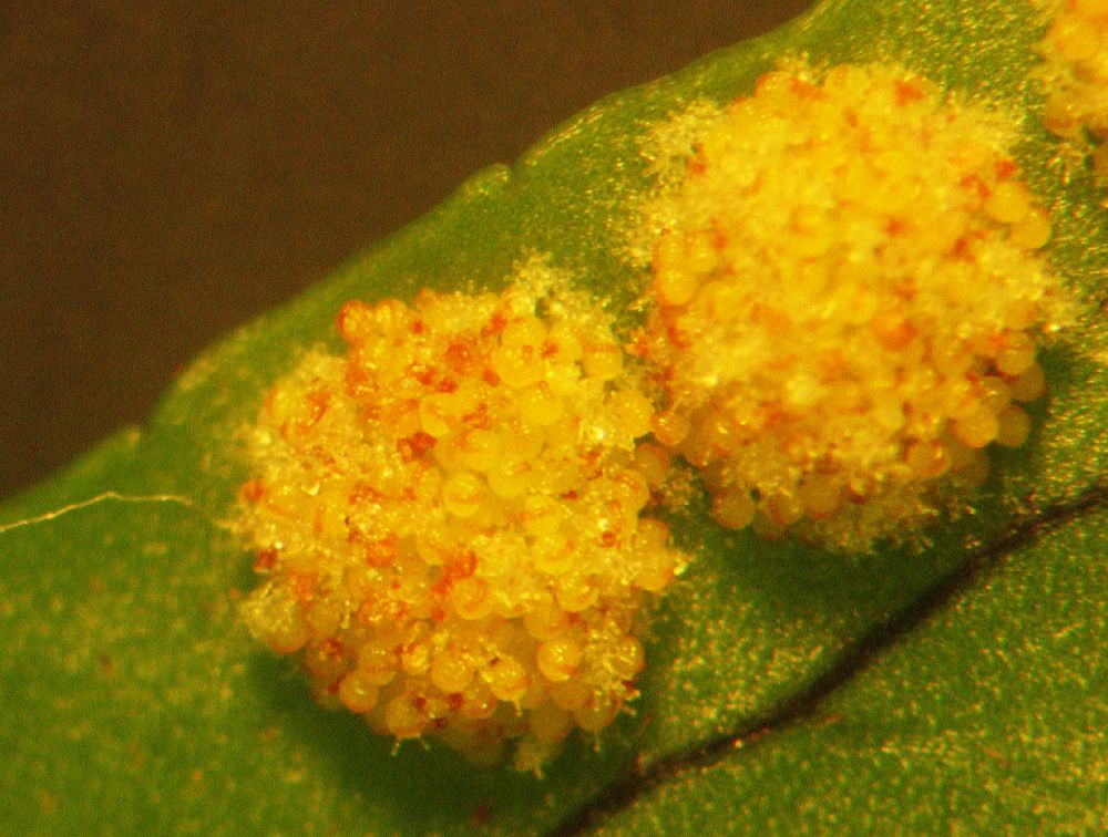 Polypodiaceae Polypodium appalachianum