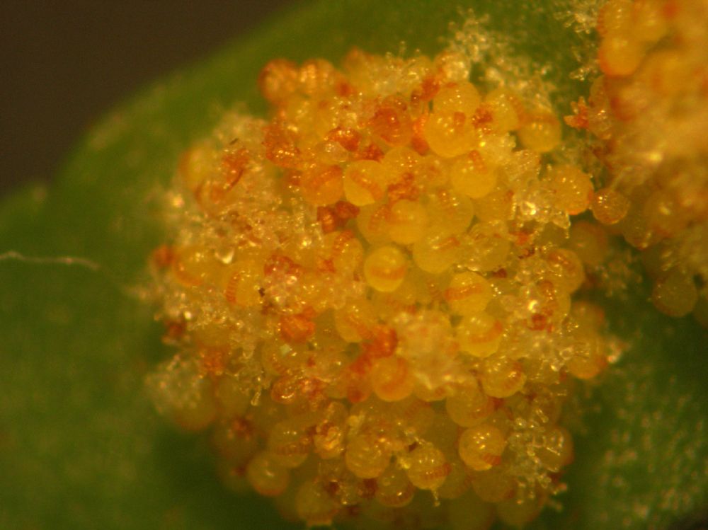 Polypodiaceae Polypodium appalachianum