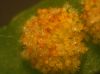 image of Polypodium appalachianum