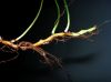 image of Polypodium appalachianum