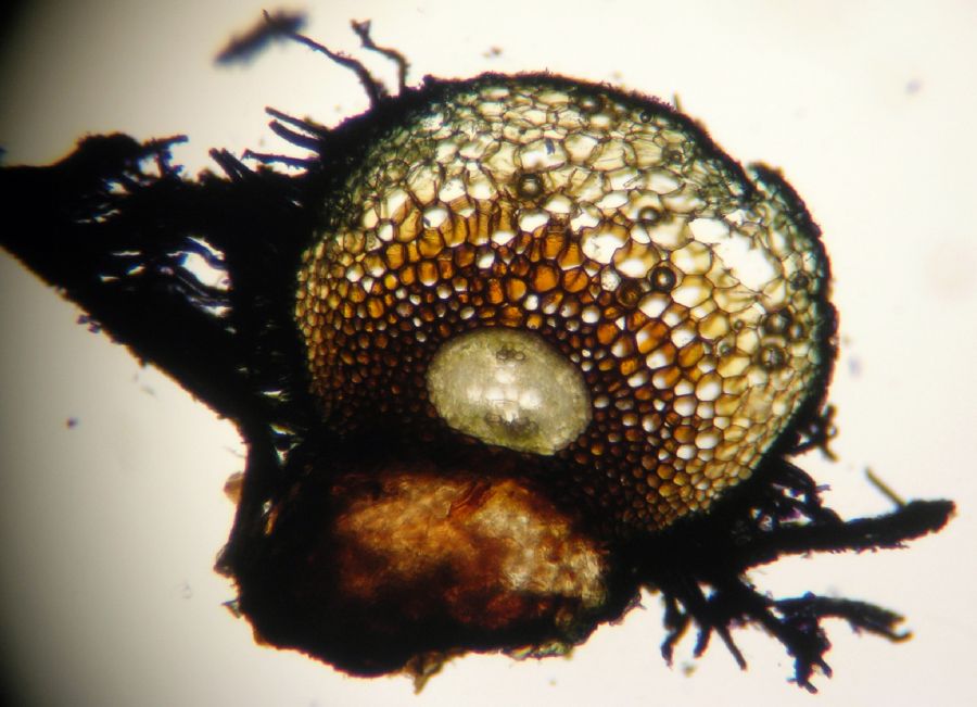 Lomariopsidaceae Mickelia nicotianifolia