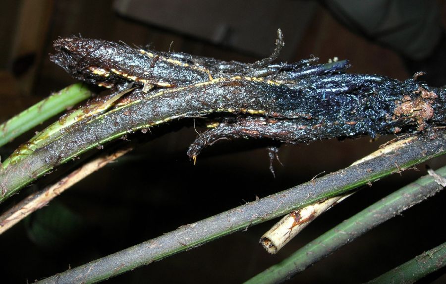 Lomariopsidaceae Mickelia nicotianifolia