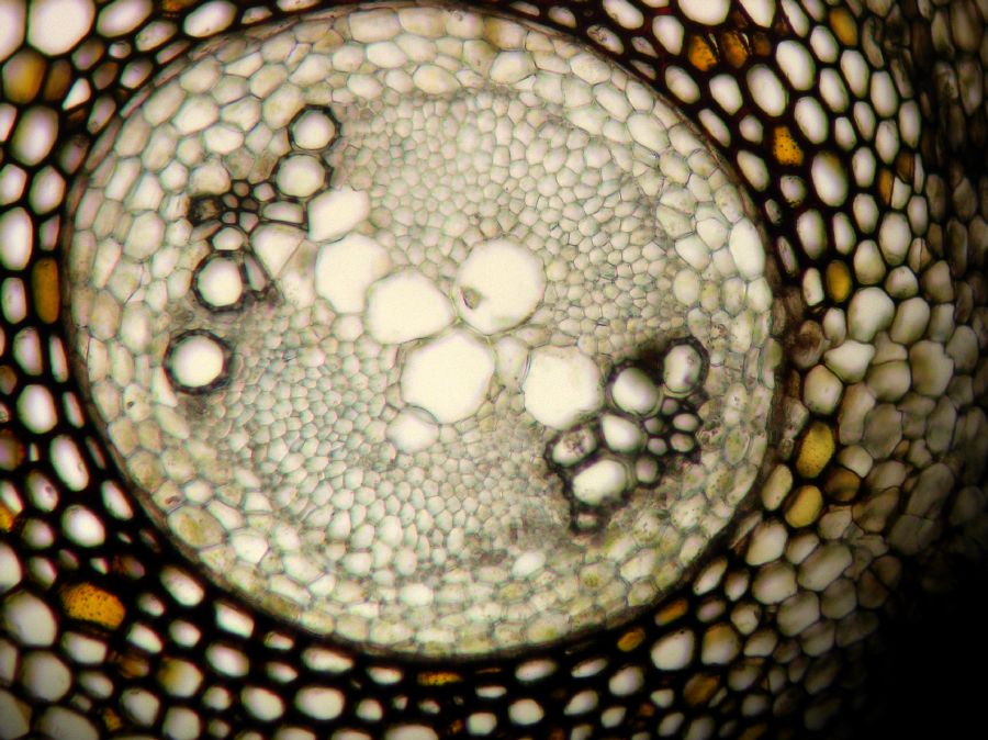 Lomariopsidaceae Mickelia nicotianifolia