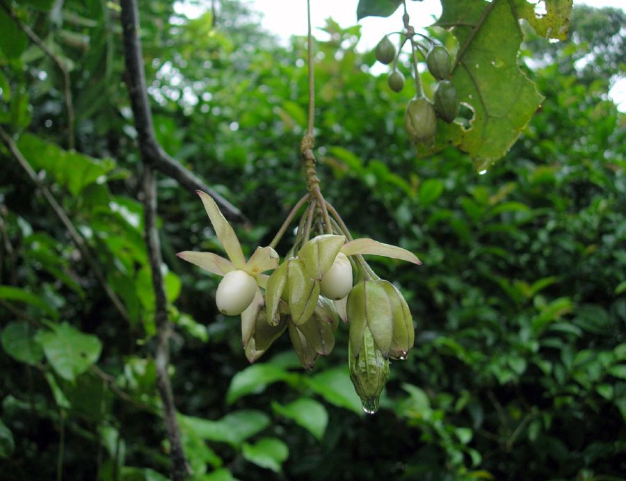 Solanaceae Merinthopodium neuranthum