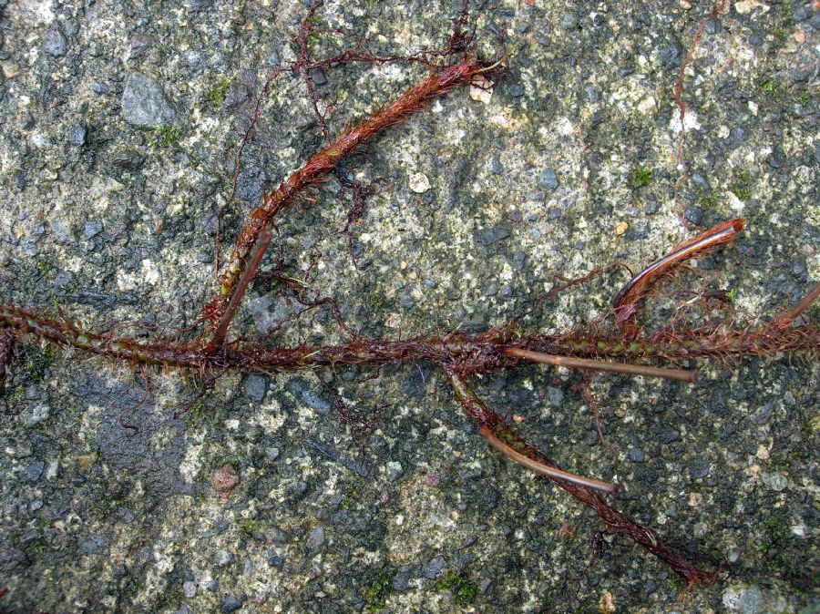 Oleandraceae Oleandra articulata