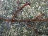 image of Oleandra articulata