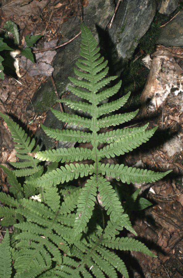 Thelypteridaceae Phegopteris connectilis