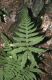 image of Phegopteris connectilis