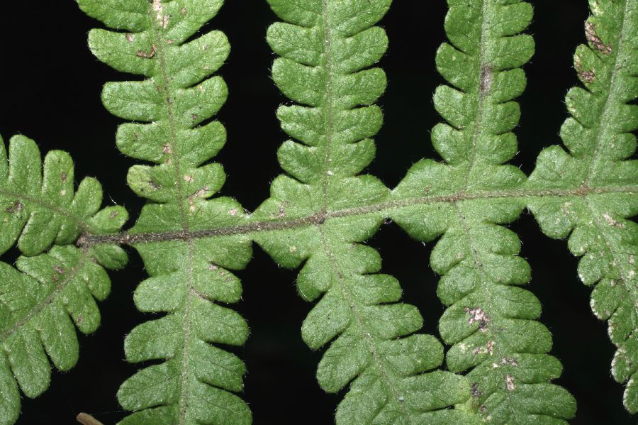 Thelypteridaceae Phegopteris connectilis