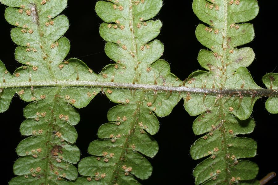 Thelypteridaceae Phegopteris connectilis