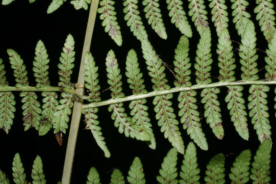 Athyriaceae Athyrium filix-femina