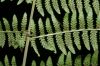 image of Athyrium filix-femina