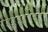 image of Athyrium filix-femina
