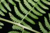 image of Athyrium filix-femina