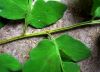 image of Cheilanthes skinneri